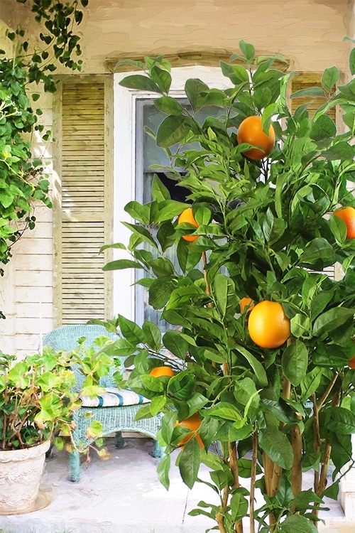 Oranger artificiel jardin interieur